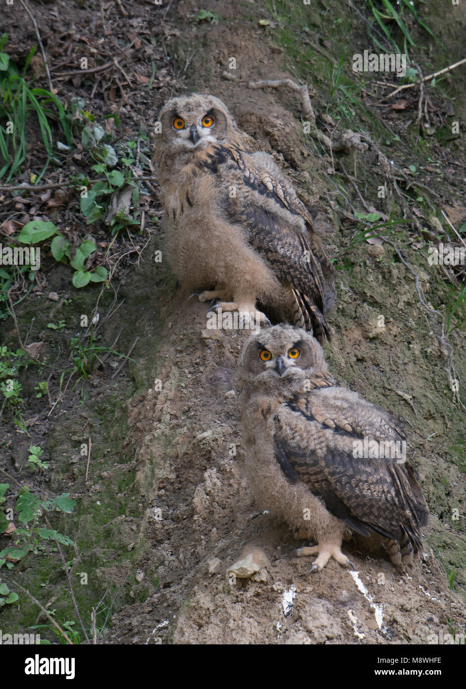 Twee jonge Oehoes bij nest, Twe young Eagle-Owls at nest Stock Photo