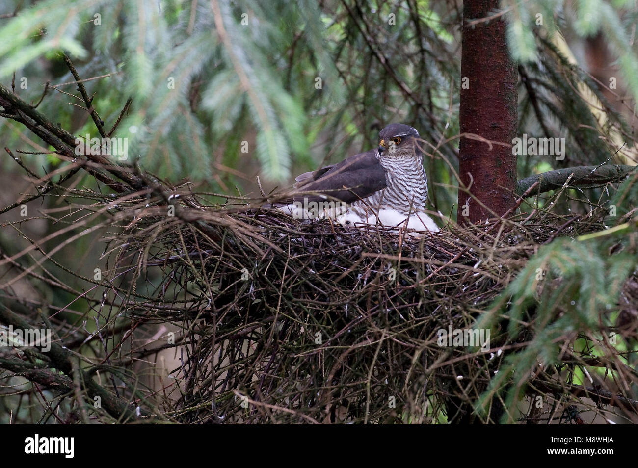 Volwassen sperwer op nest bij jongen; Adult Eurasian Sparrowhawk at nest with young Stock Photo