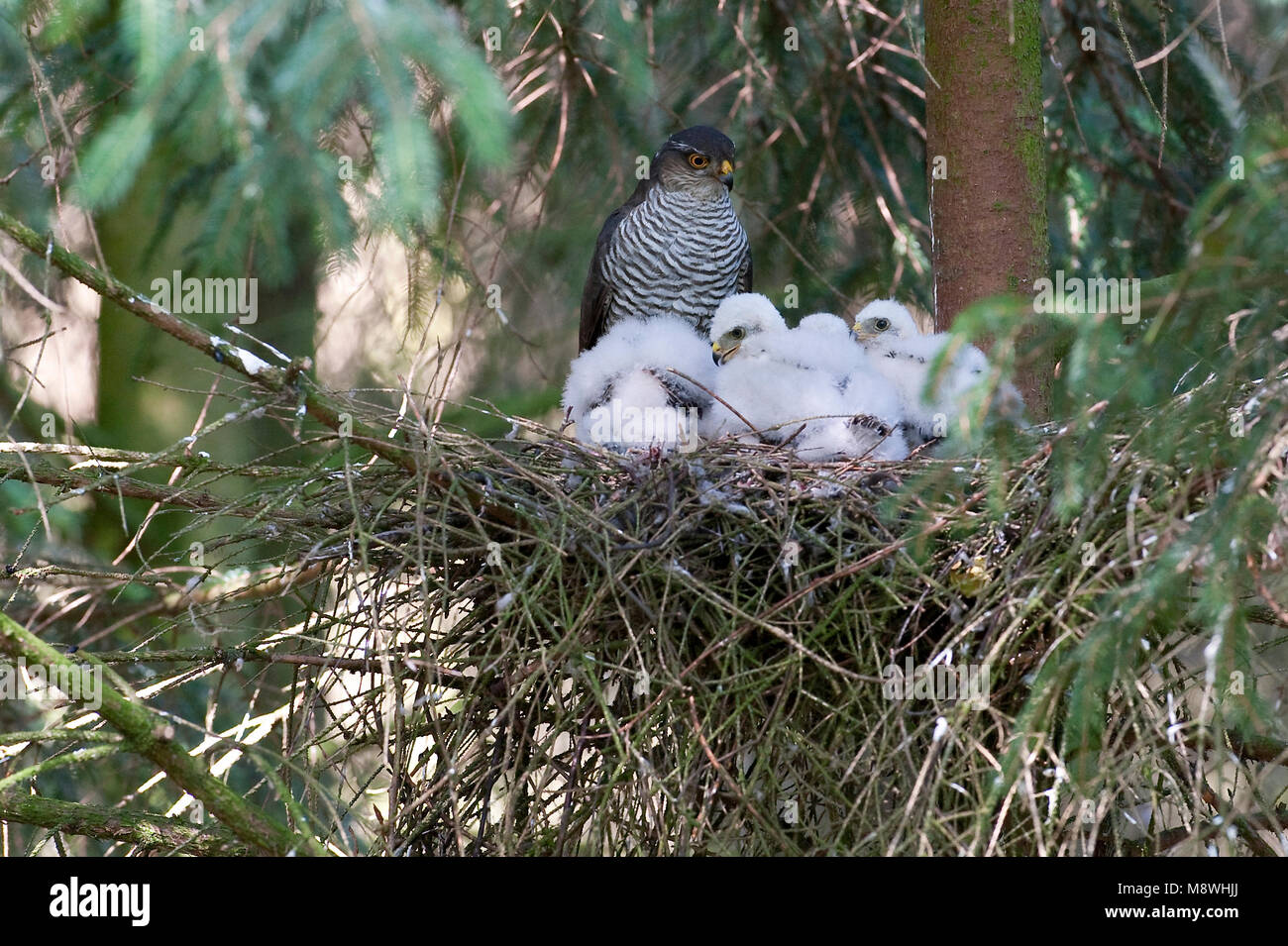 Vrouwtje Sperwer op nest met jongen; Female Eurasian Sparrowhawk on nest with young Stock Photo