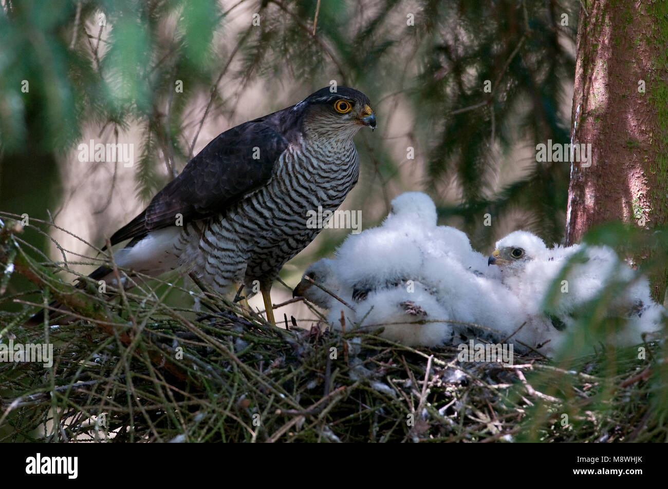 Vrouwtje Sperwer op nest met jongen; Female Eurasian Sparrowhawk on nest with young Stock Photo
