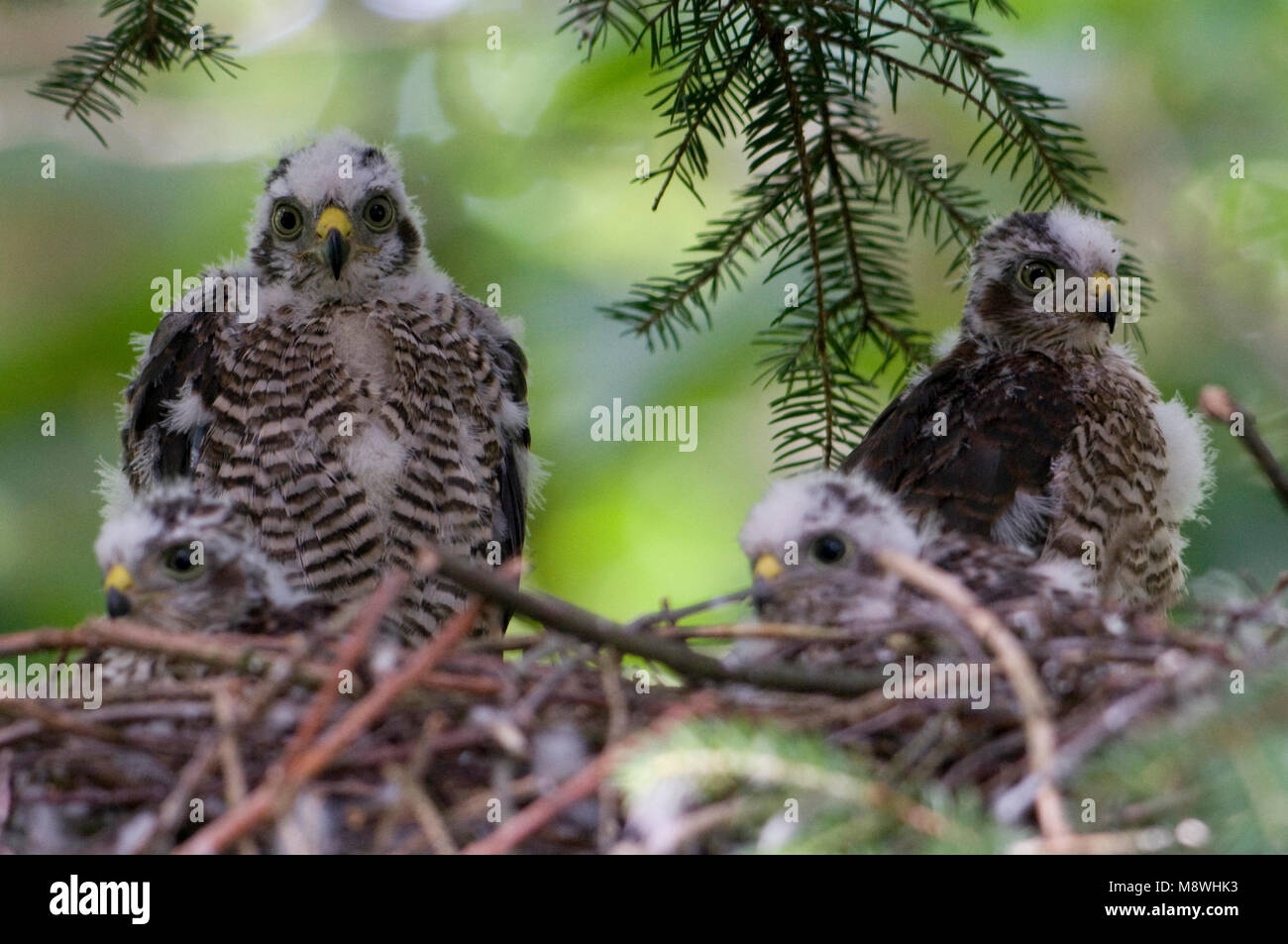 Jonge Sperwers op het nest; Young Eurasian Sparrowhawks on the nest Stock Photo