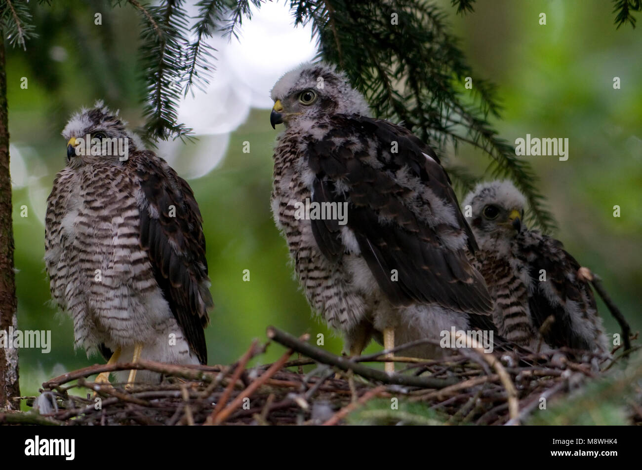 Jonge Sperwers op het nest; Young Eurasian Sparrowhawks on the nest Stock Photo