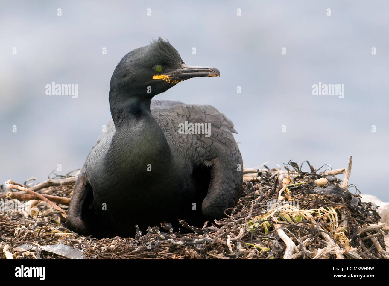 Kuifaalscholver op het nest; European Shag on nest Stock Photo