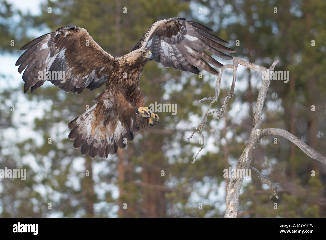 Golden eagle in flight hires stock photography and images Alamy