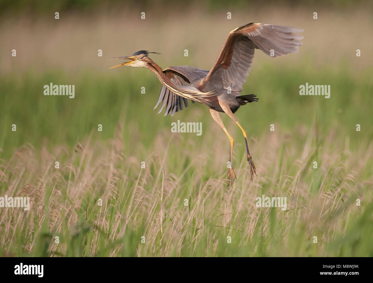 Purperreiger roepend en opvliegend; Purple Heron calling and flying up Stock Photo