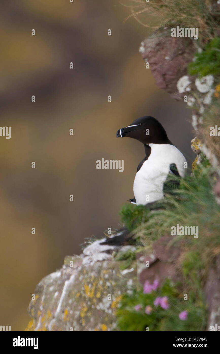 Alk op rotskust; Razorbill perched on a cliff Stock Photo