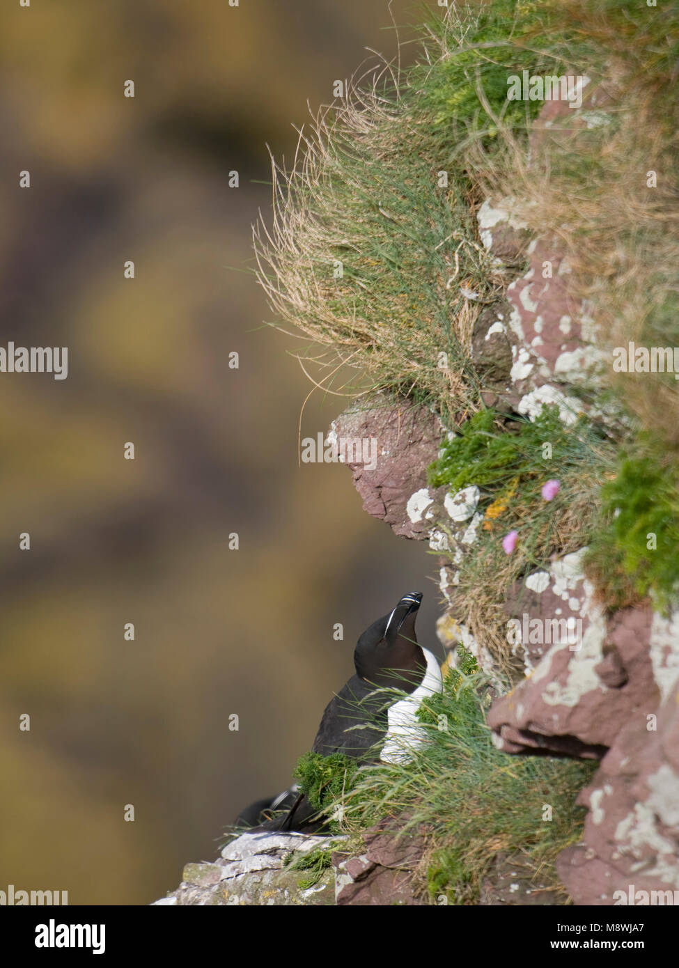 Alk op rotskust; Razorbill perched on a cliff Stock Photo
