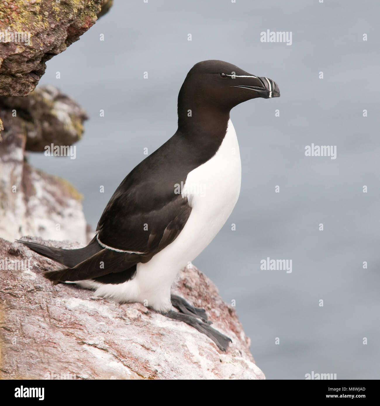 Alk op rotskust; Razorbill perched on a cliff Stock Photo