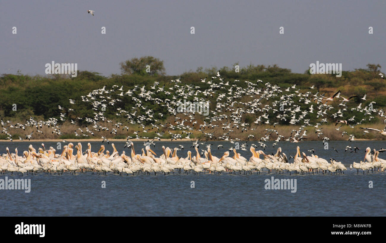 Mixed group of Pied Avocet (Recurvirostra avosetta) and White Pelican (Pelecanus onocrotalus) Senegal, Gemengde groep Kluut en Roze Pelikaan Senegal Stock Photo