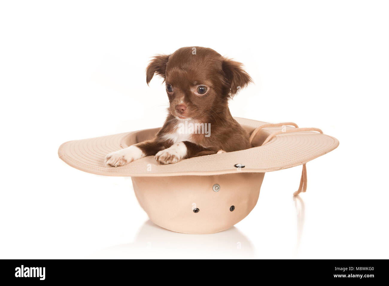 chihuahua with cowboy hat