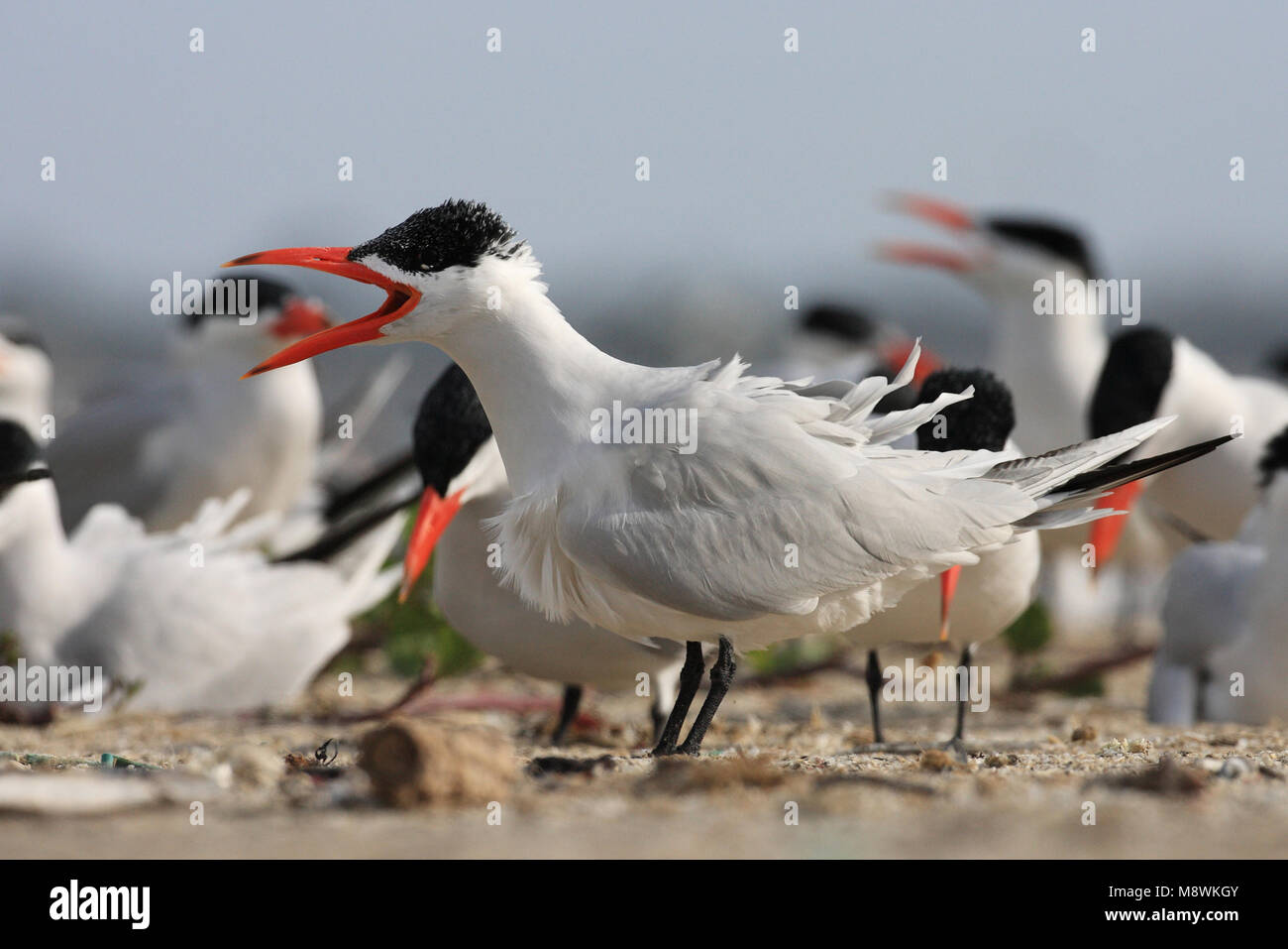 Groep Reuzensterns op het strand; Group of Caspian Terns on the beach Stock Photo