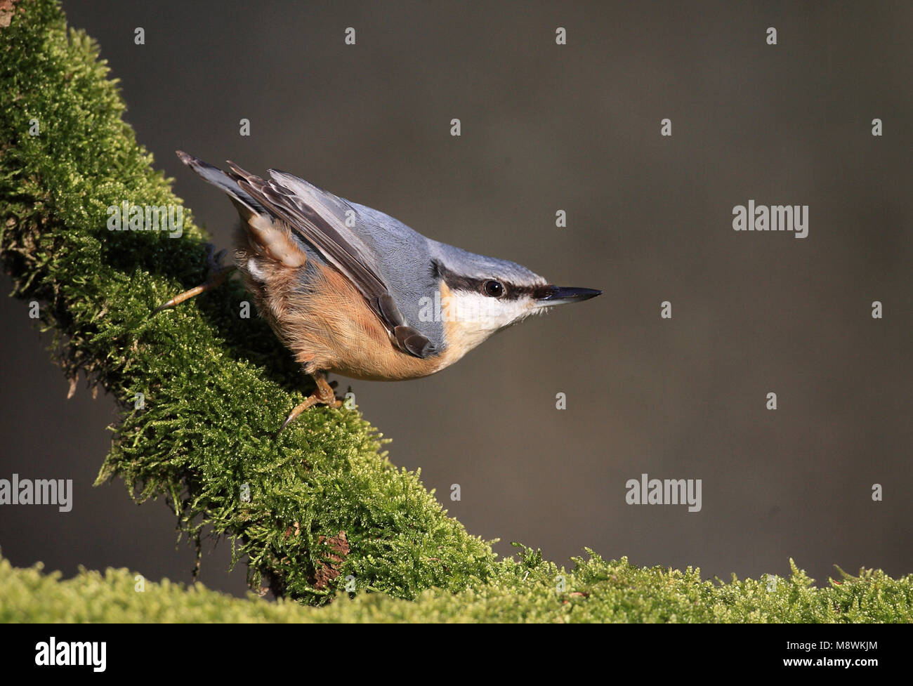 Boomklever op stronk met mos; Eurasian Nuthatch on trunc with moss Stock Photo