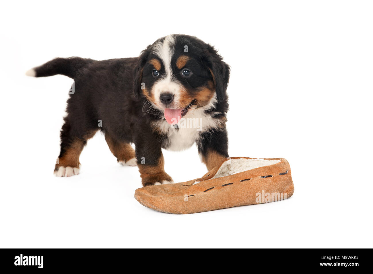 Bernese mountain dog puppy playing with a slipper Stock Photo