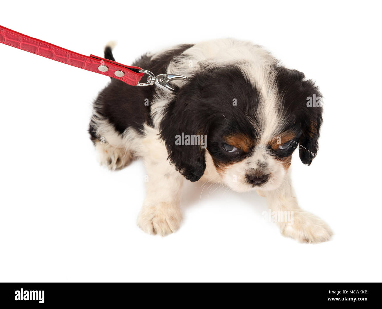 pulling puppy on leash