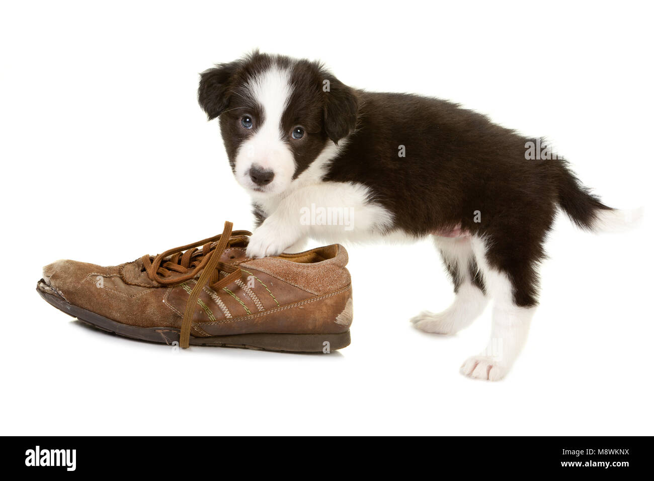 border collie shoes