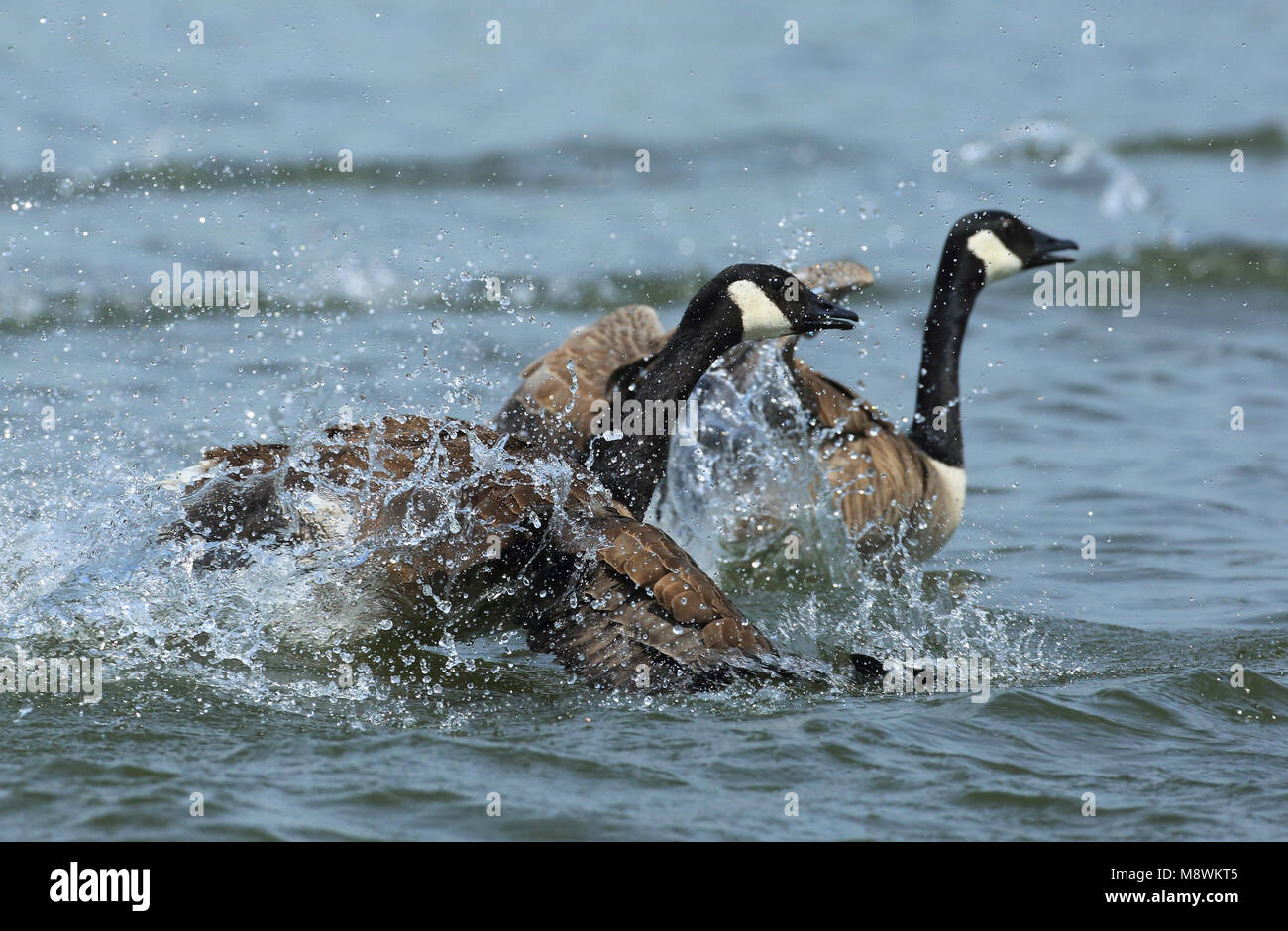 Canadese ganzen in water, Canada Geese in water Stock Photo