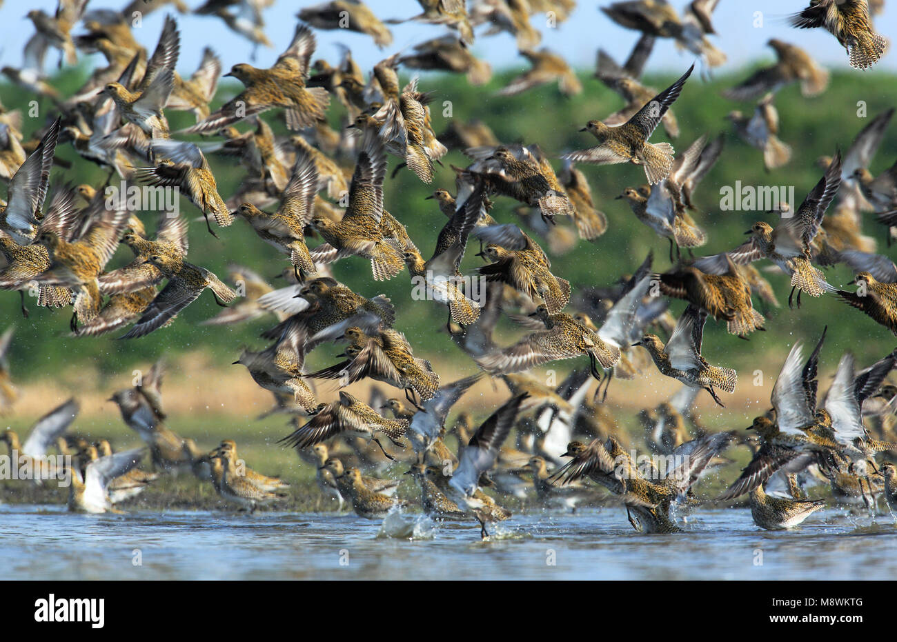 Groep vliegende trekkende Goudplevieren; Flock of flying migrating European Golden Plovers Stock Photo
