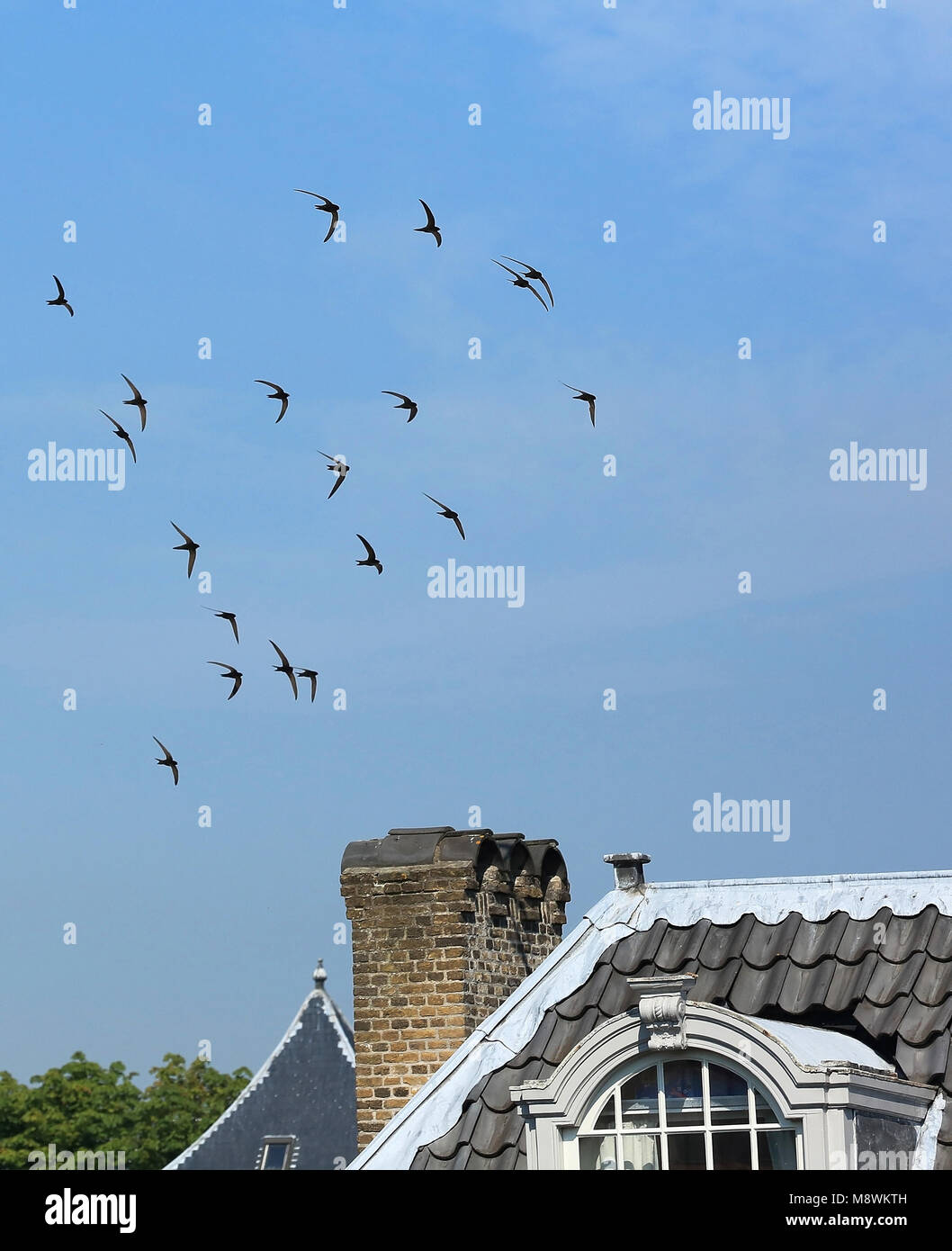 Groep vliegende, fouragerende Gierzwaluwen. Flying flock Common Swift Stock Photo