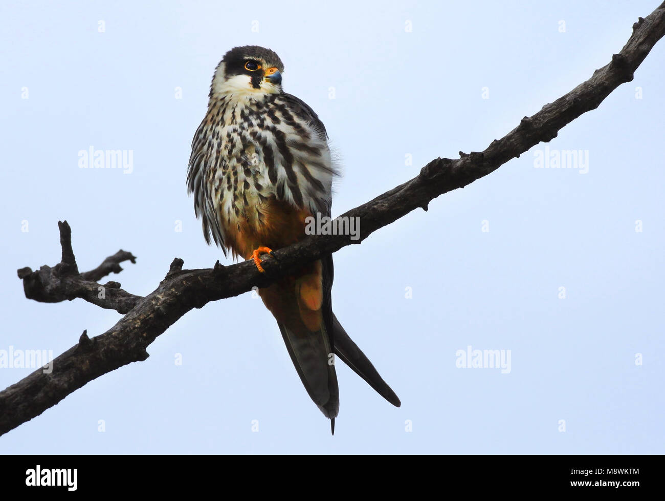 Boomvalk zittend op de uitkijk; Eurasian Hobby (Falco subbuteo) on the lookout Stock Photo