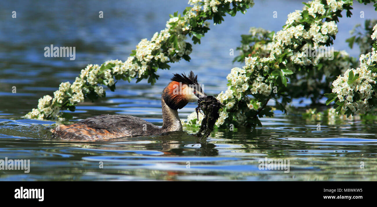 Fuut met nestmateriaal, Great Crested Grebe with nesting material Stock Photo