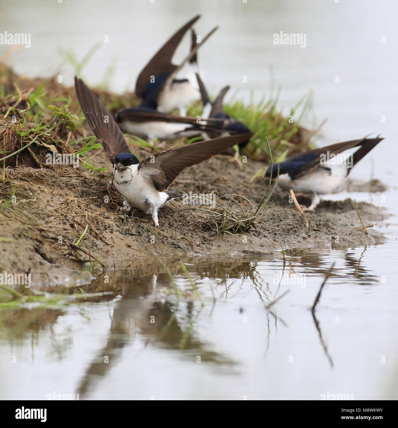 Huiszwaluwen verzamelen nestmateriaal. A bunch of House Martins collects mud for building their nests. Stock Photo