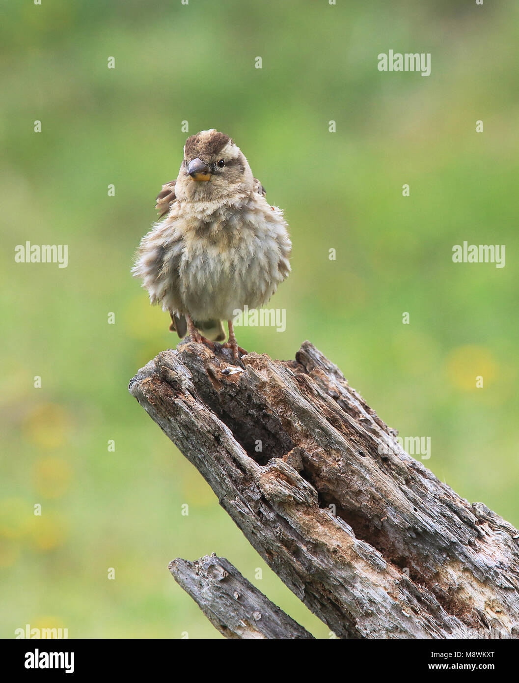 Rotsmus; Rock Sparrow Stock Photo