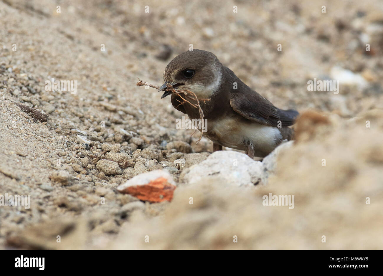 Oeverzwaluw met nestmateriaal; Sand martin with nesting material Stock Photo