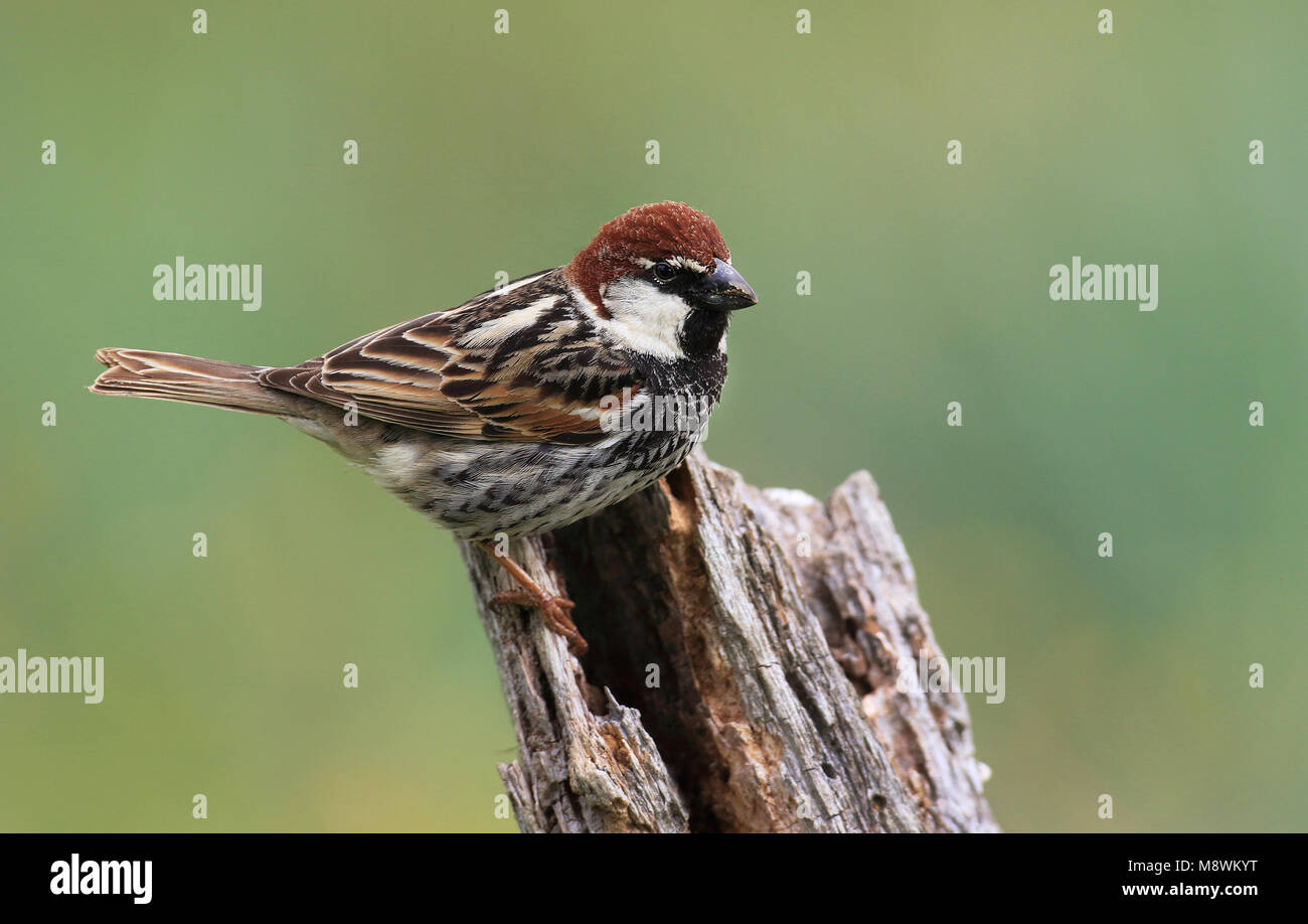 Mannetje Spaanse Mus; Spanish Sparrow male Stock Photo