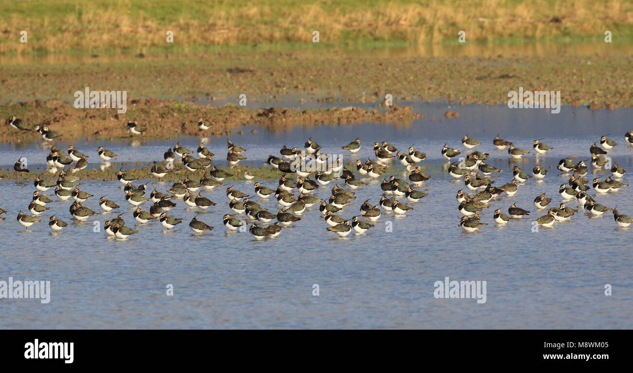 Groep kieviten in ondiep water; Flock of Lapwings in a flooded meadow Stock Photo