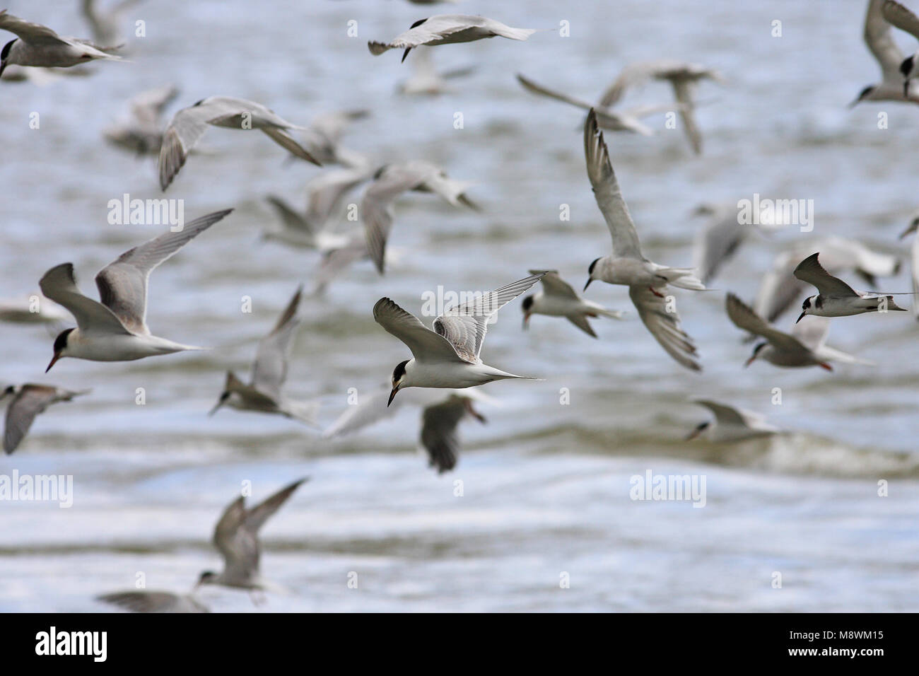 Een zwerm foeragerende visdieven; A flock of hunting Common Terns Stock Photo