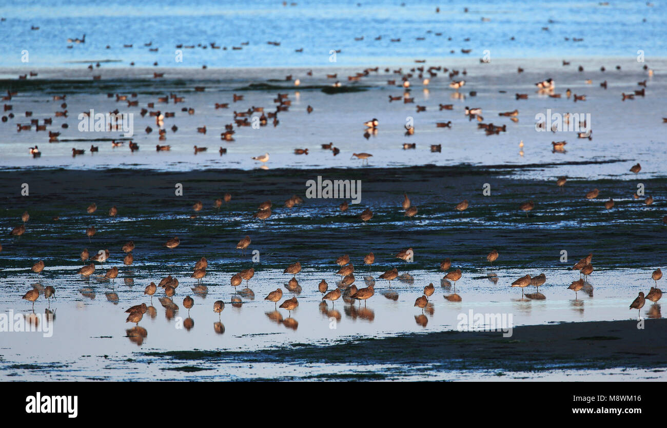 Bij eb verblijven er veel vogels in de Mokbaai op Texel; Resting place for shorebirds on Texel, Netherlands Stock Photo