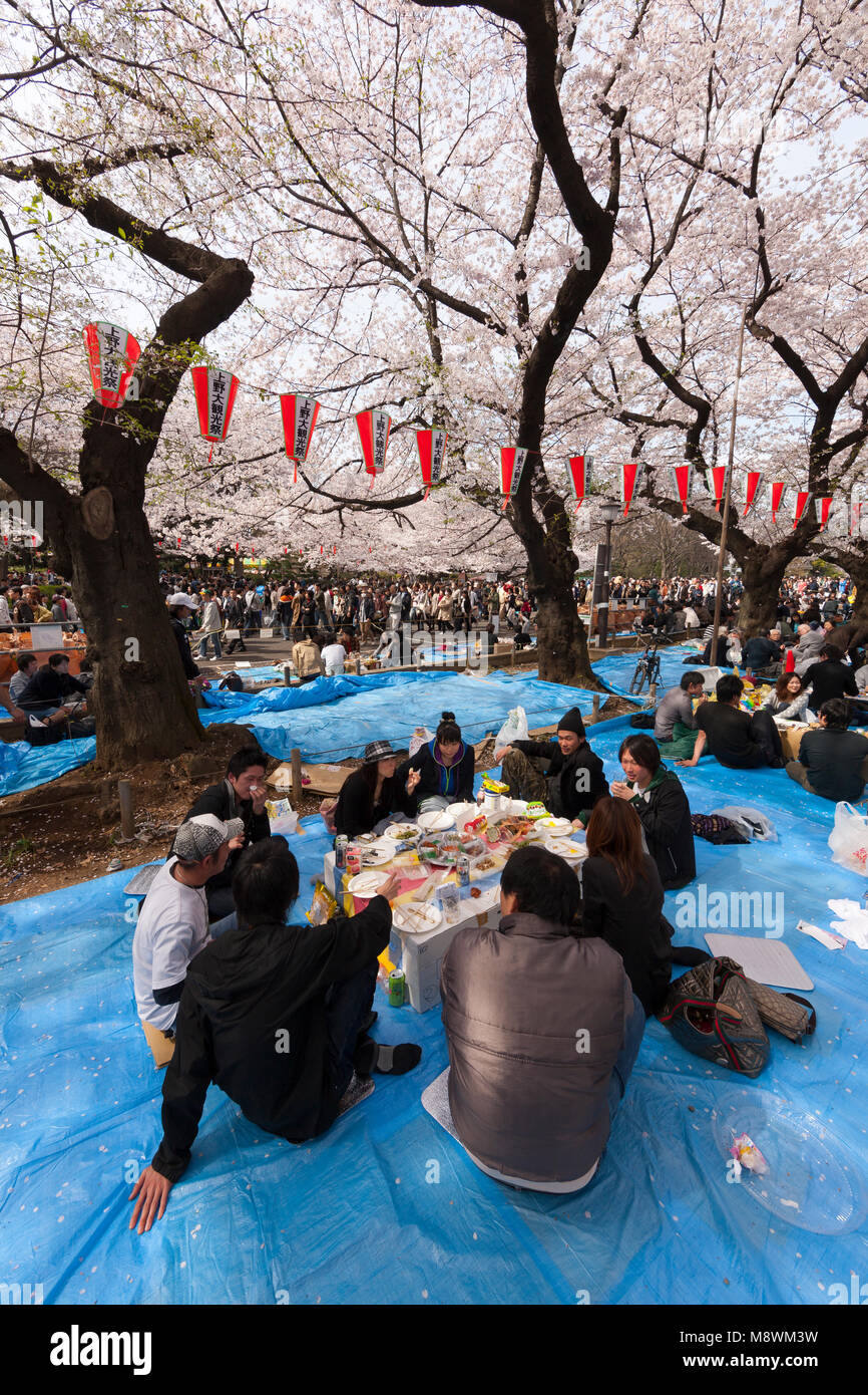 A group of around 10 people sitting on blue plastic sheets under blooming cherry trees and chinese lanterns in Ueno park in Tokyo Stock Photo