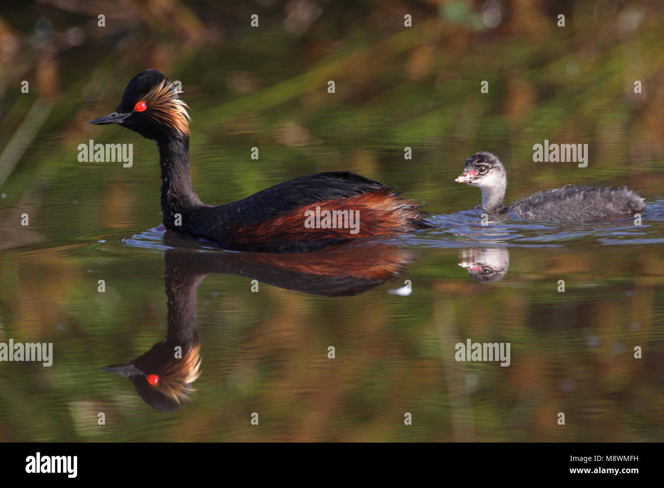 Zwemmende Geoorde Fuut met jong; Swimming Black-necked Grebe with young Stock Photo