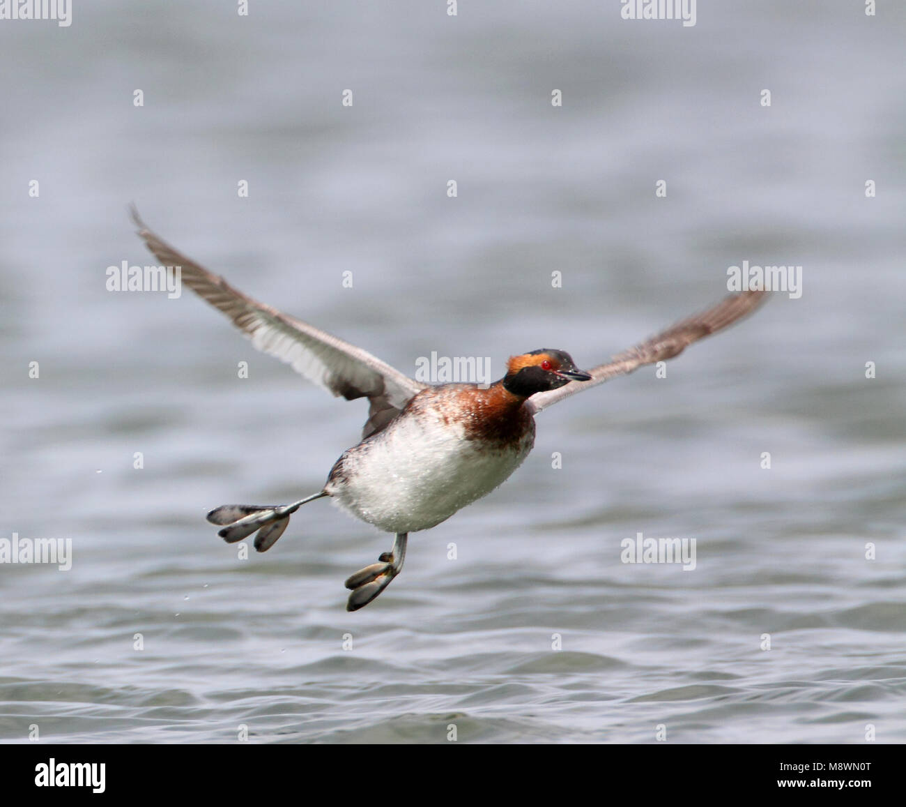 Zomerkleed Kuifduiker in vlucht, Adult summer Horned Grebe in flight ...