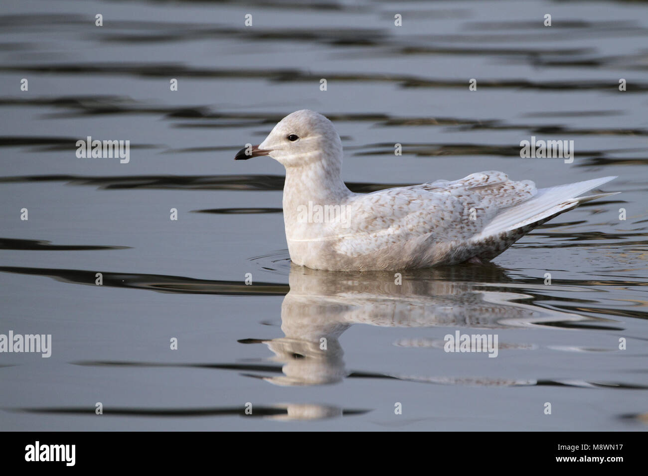Zwemmende onvolwassen Kleine Burgemeester, Swimming immature Iceland Gull Stock Photo
