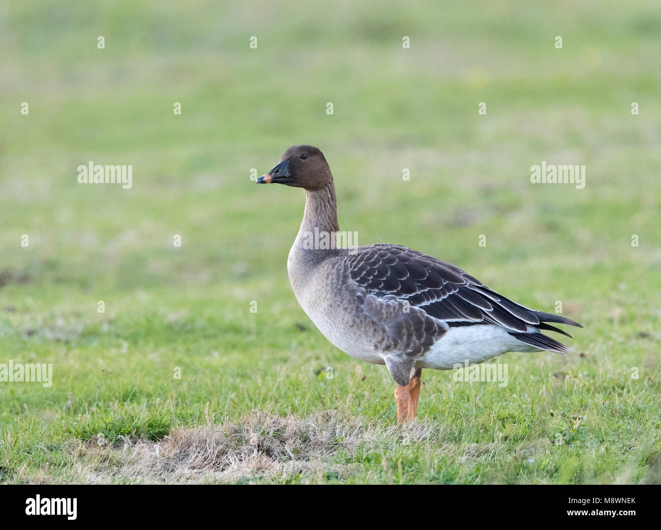 Toendrarietgans rustend op Vlieland; Tundra Bean Goose (Anser serrirostris) just arrived from breeding ground on Vlieland, Netherlands Stock Photo