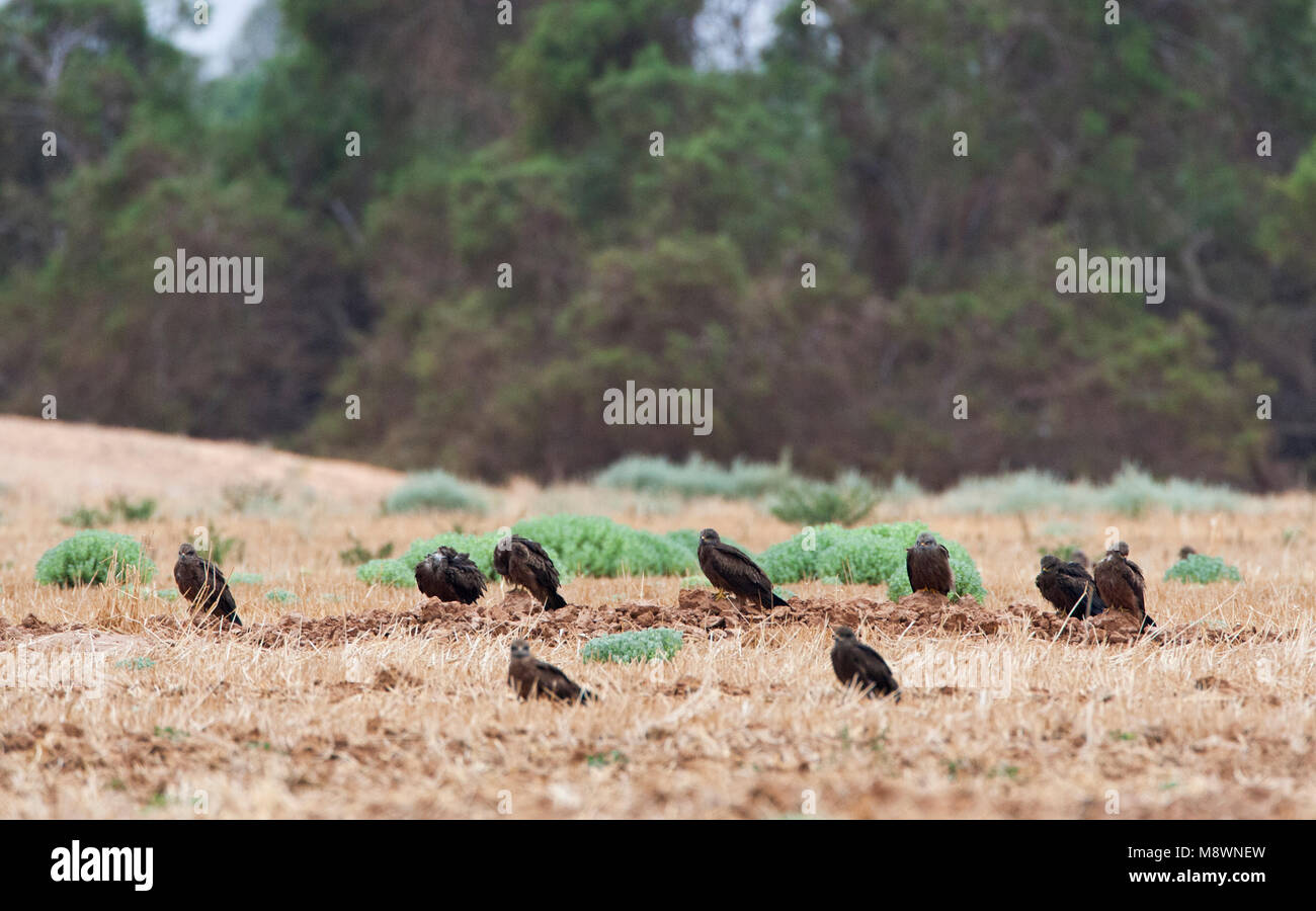 Rustende Zwarte Wouwen op dootrek in Israel; Resting Black Kites during migration in Southern Israel Stock Photo