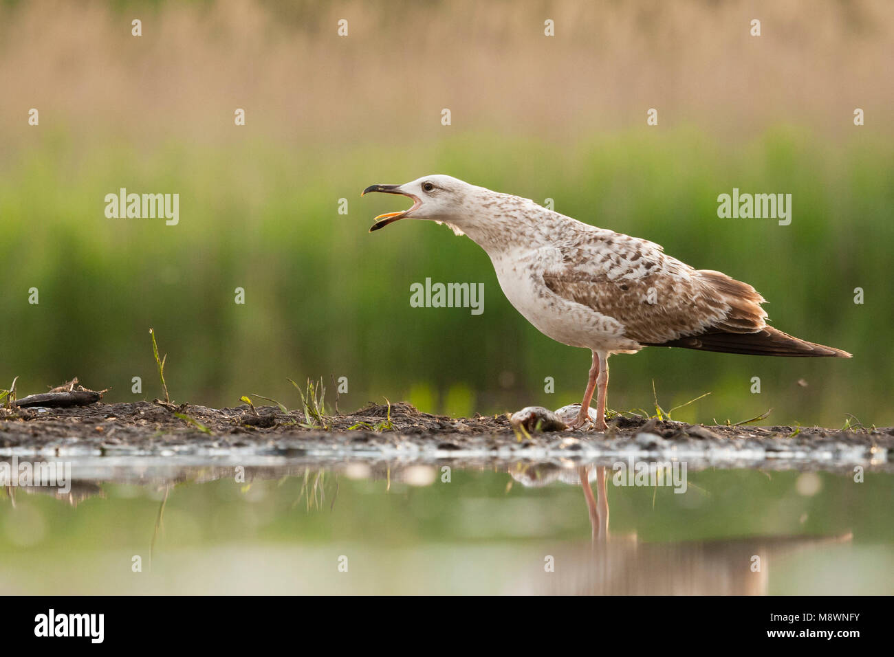 Pontische Meeuw roepend op waterkant, Caspian Gull calling at waterside Stock Photo