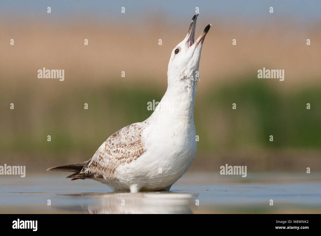 Pontische Meeuw roepend in water; Caspian Gull calling in water Stock Photo