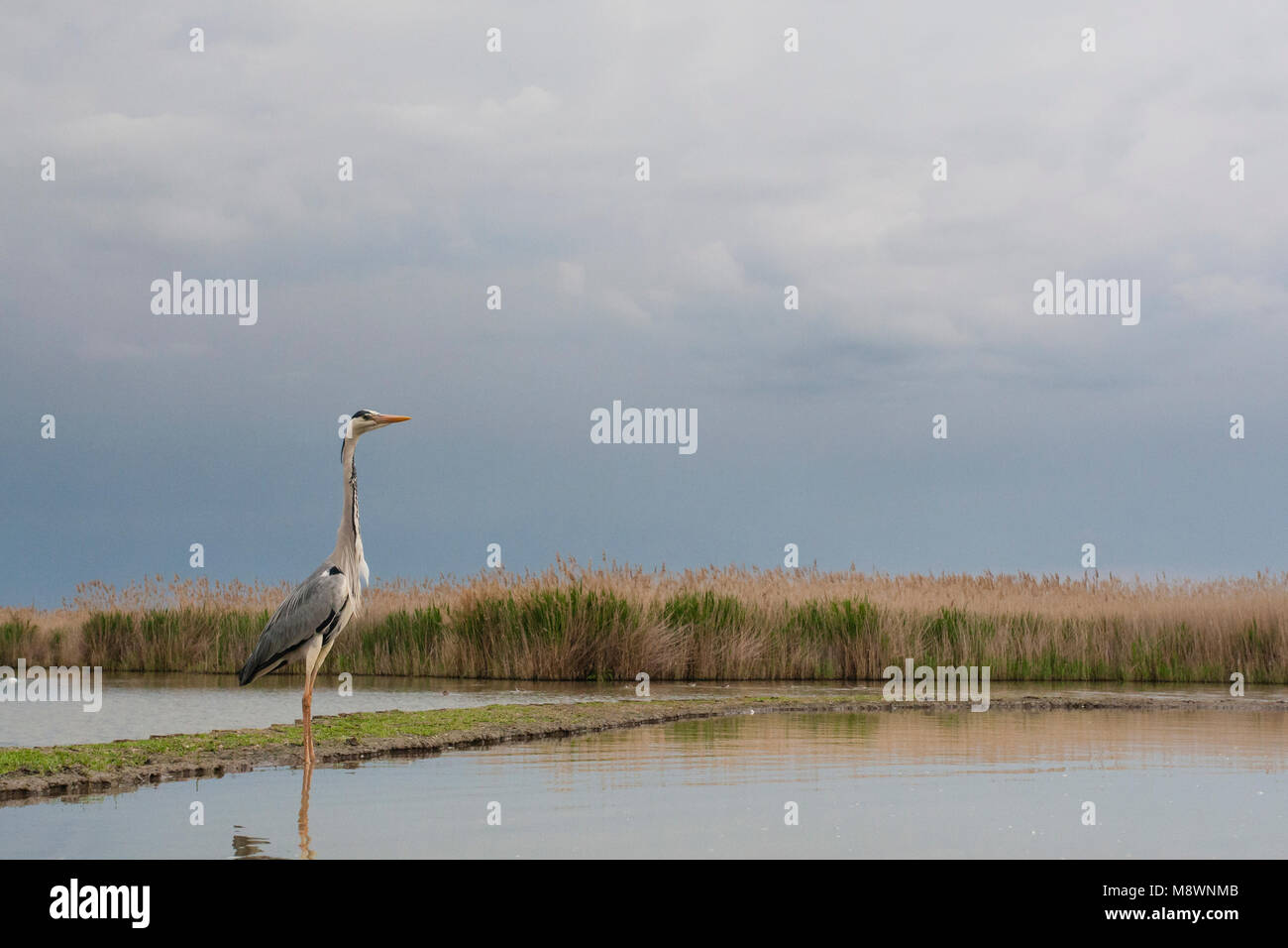Blauwe Reiger staand op waterkant; Grey Heron standing at waterside Stock Photo