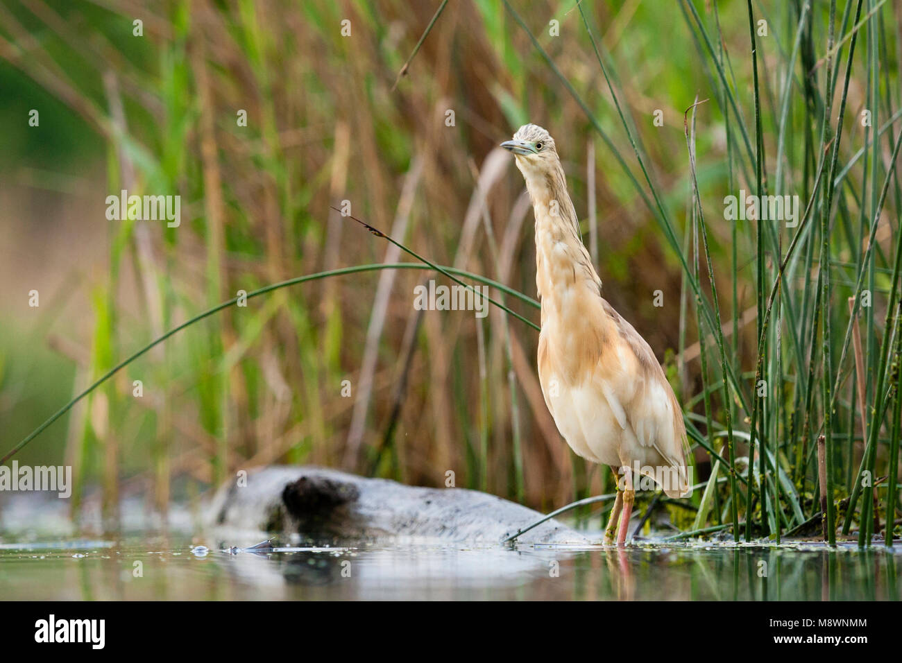 Ralreiger volwassen staand bij waterkant; Squacco Heron adult standing at waterside Stock Photo