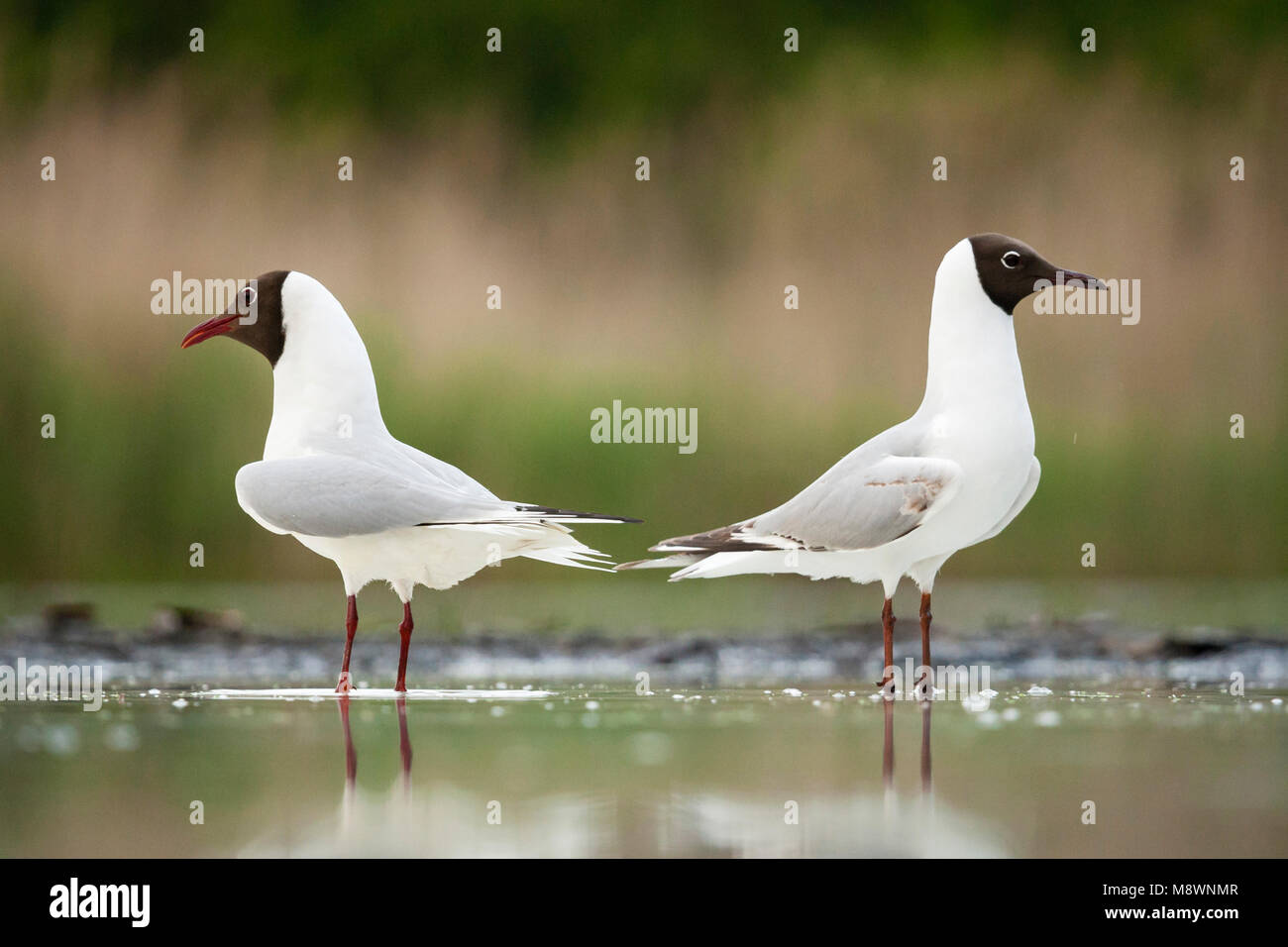 Kokmeeuwen staand in water; Common Black-headed Gulls standing in water Stock Photo