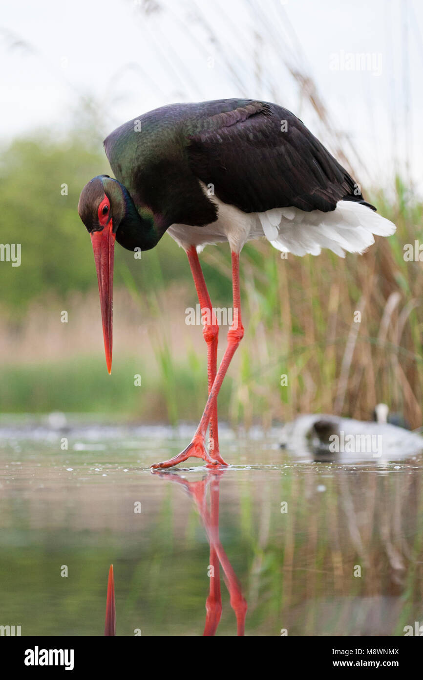Zwarte Ooievaar volwassen jagend; Black Stork adult hunting Stock Photo
