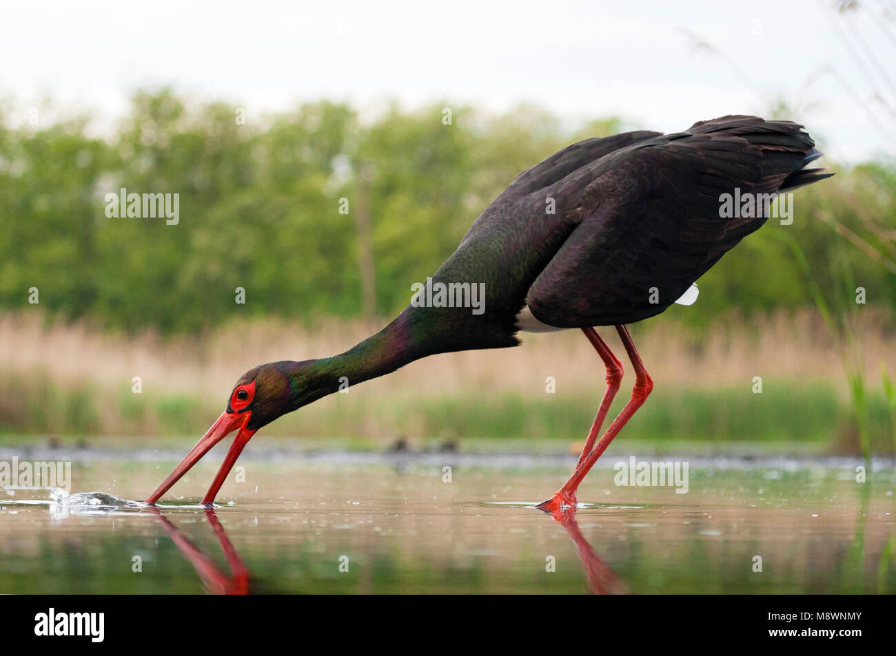 Zwarte Ooievaar volwassen jagend; Black Stork adult hunting Stock Photo