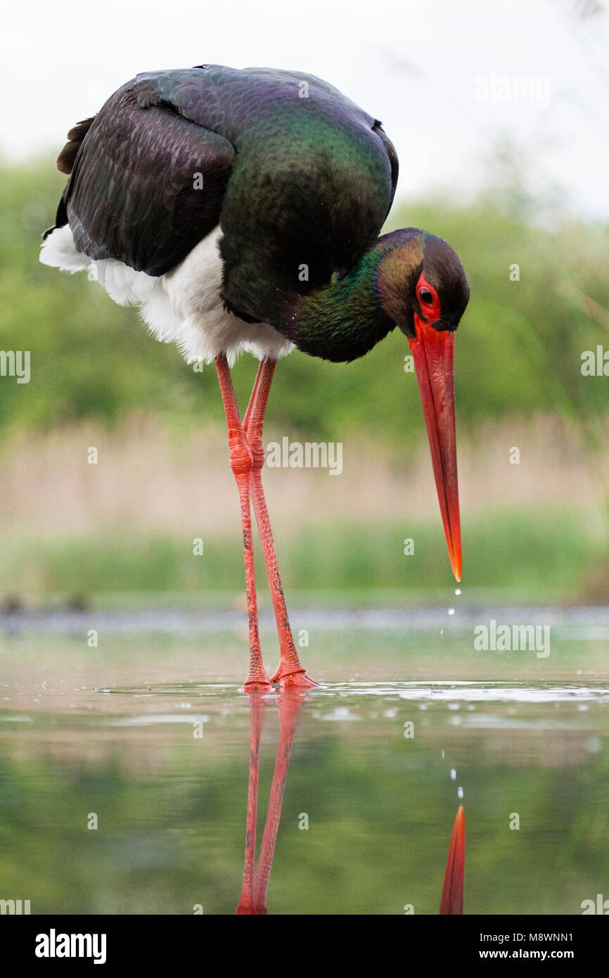 Zwarte Ooievaar volwassen jagend; Black Stork adult hunting Stock Photo