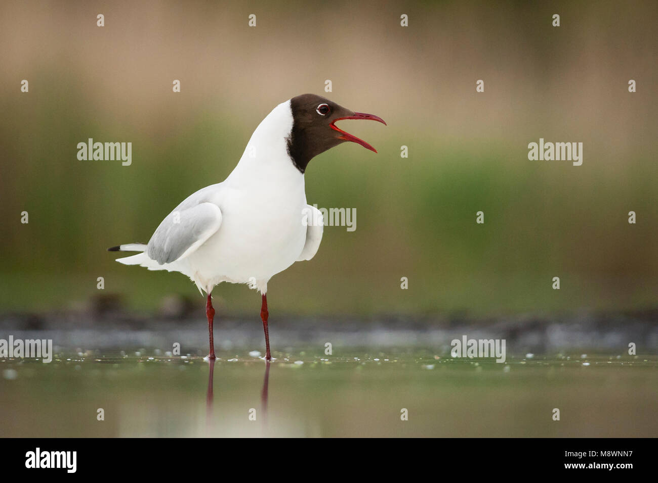 Kokmeeuw roepend in water; Common Black-headed Gull calling in water Stock Photo