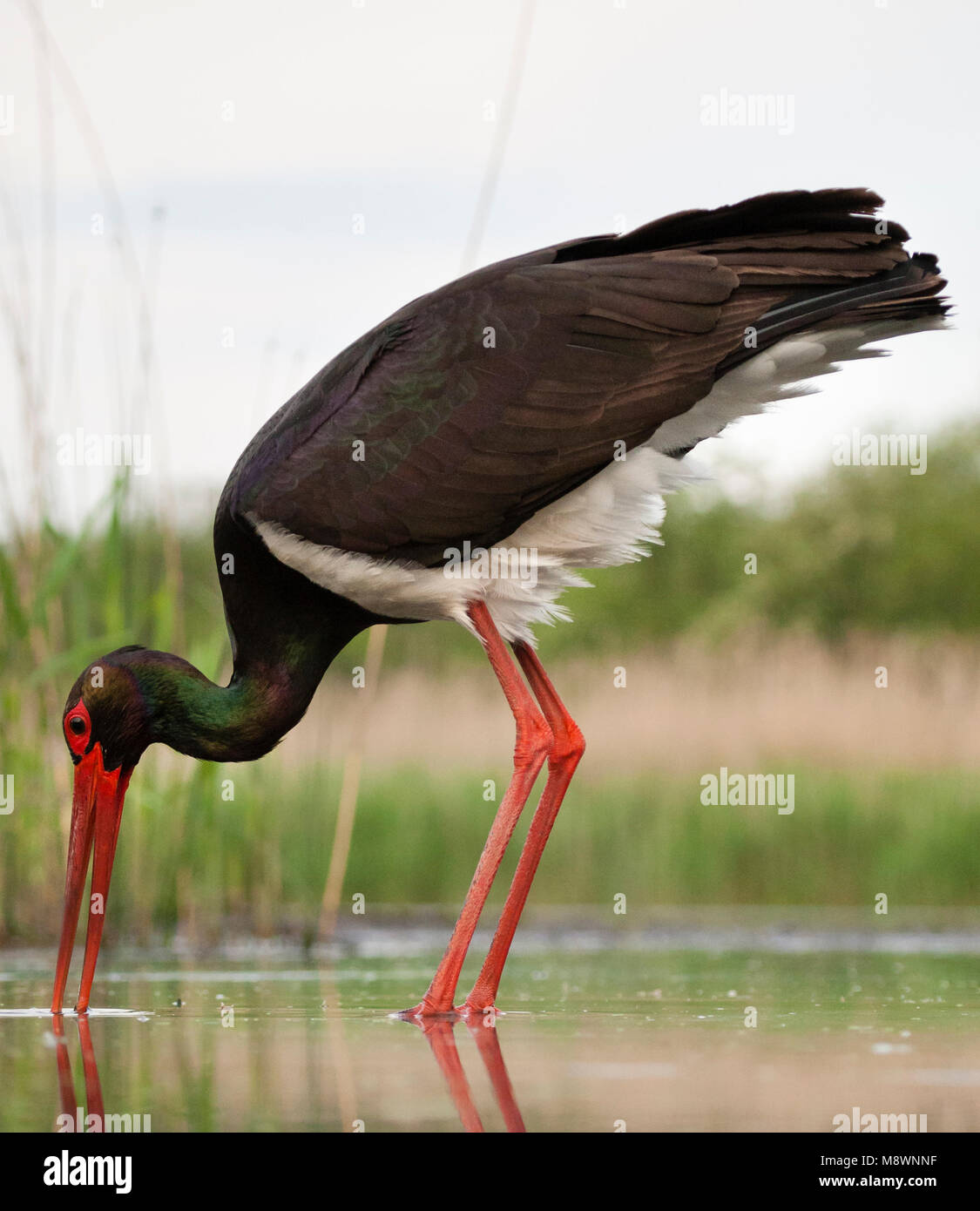 Zwarte Ooievaar volwassen jagend; Black Stork adult hunting Stock Photo