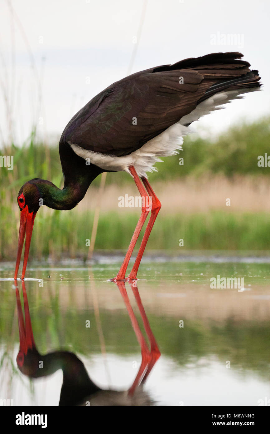 Zwarte Ooievaar volwassen jagend; Black Stork adult hunting Stock Photo