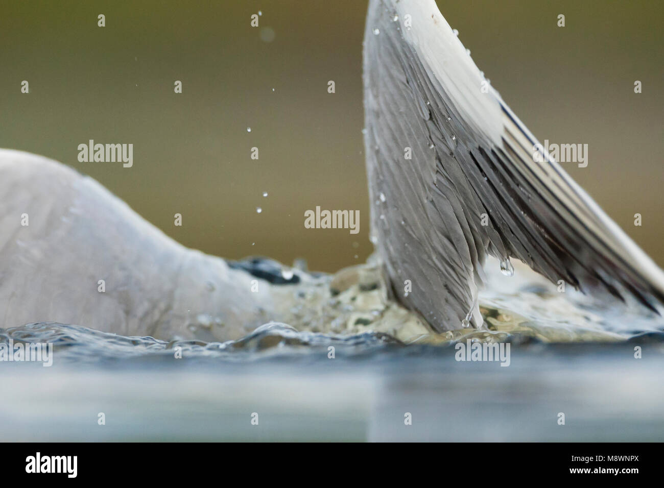 Kokmeeuw badderend; Common Black-headed Gull bathing Stock Photo