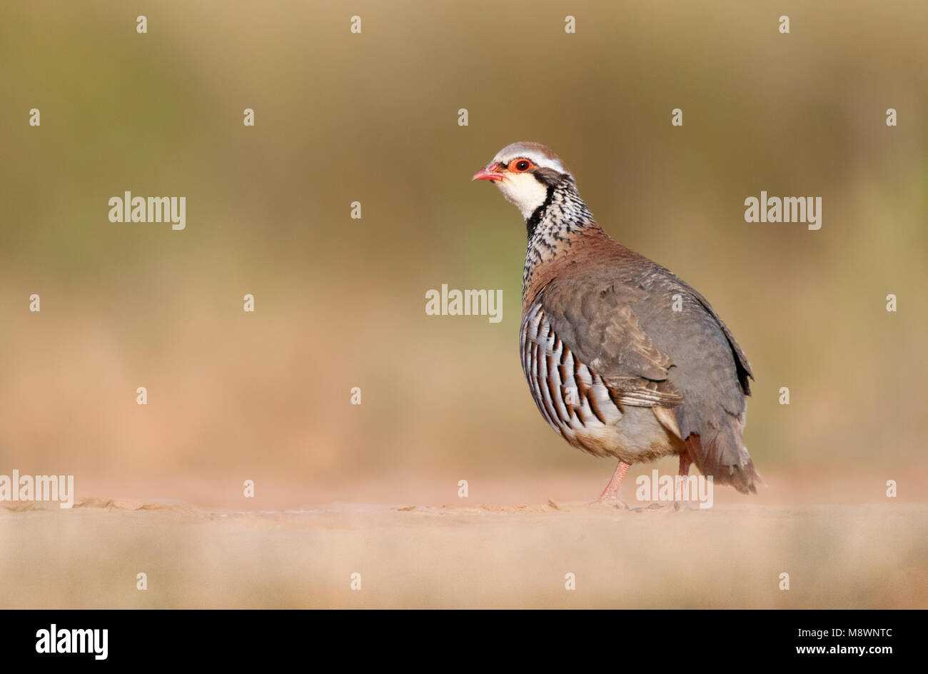 Red-legged Partridge looking over its shoulder Stock Photo